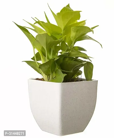 Natural Money Plant-thumb3