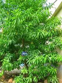 Natural Rudraksha Plant-thumb4