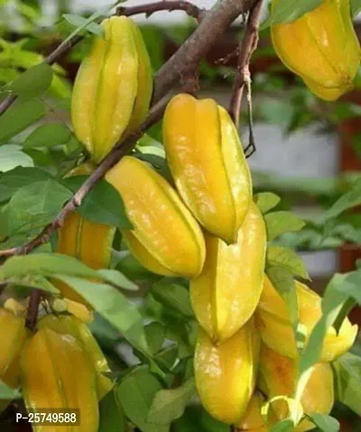 Star Fruit Carambola Grafted Plant