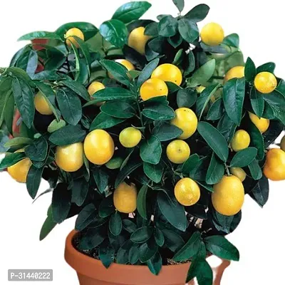 Natural Lemon Plant-thumb0