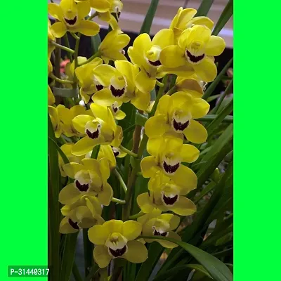 Natural Orchid Plant