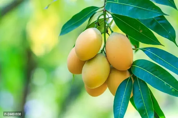 Natural Mango Plant