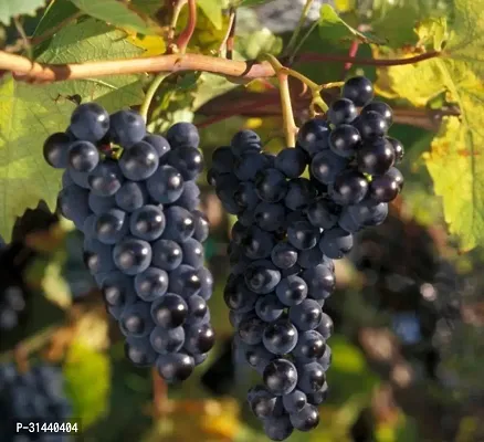 Natural Grapes Plant