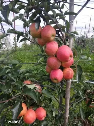 Natural Apple Plant