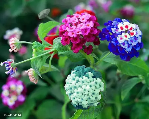 Lantana Plant