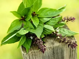 Natural Tulsi Plant-thumb1