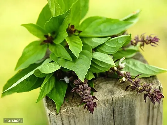 Natural Tulsi Plant-thumb2