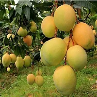 Natural Mango Plant-thumb1