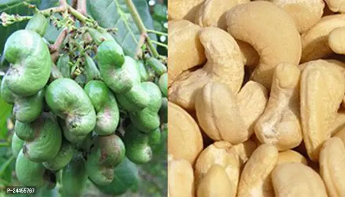 Natural Cashew Plant