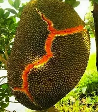 Natural Jack Fruit Plant-thumb1