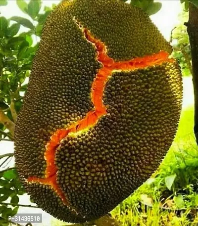 Natural Jack Fruit Plant-thumb2