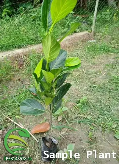 Natural Jackfruit Plant-thumb2