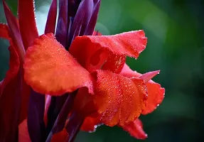 Canna Lily Plant-thumb1