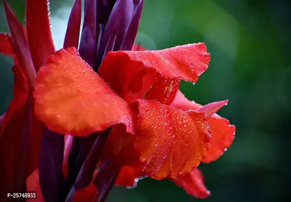 Canna Lily Plant-thumb2