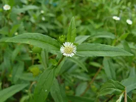 Natural Bhringraj Plant-thumb1