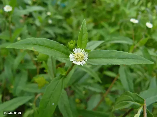 Natural Bhringraj Plant-thumb2