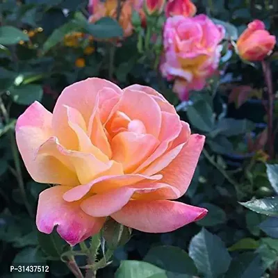 Natural Rose Plant-thumb0