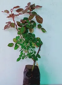 Natural Rose Plant-thumb2