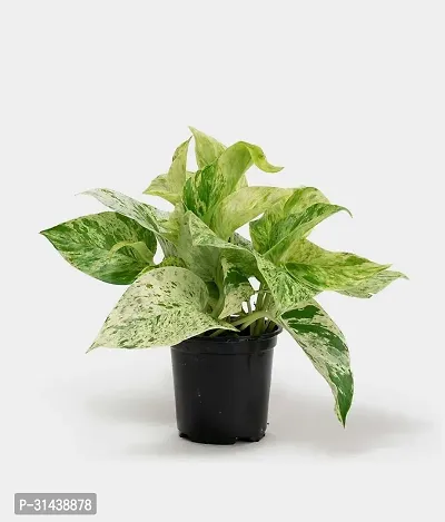 Natural Money Plant-thumb0