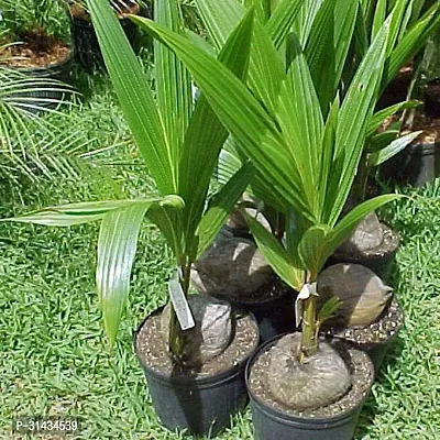 Natural Coconut Plant-thumb0