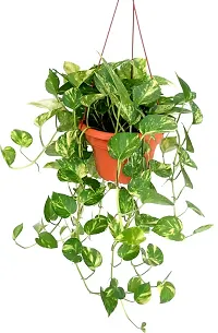 Natural Money Plant-thumb1