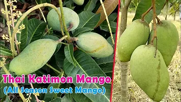 Natural Mango Plant-thumb4