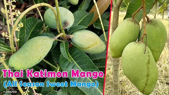 Natural Mango Plant-thumb5