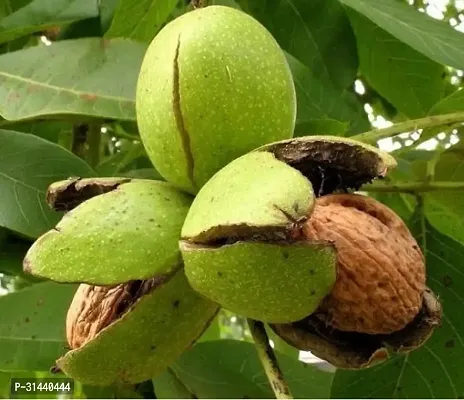 Natural Walnut Plant