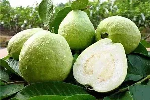 Natural Guava Plant-thumb3