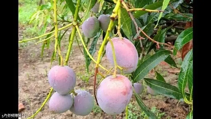 Natural Mango Plant-thumb0