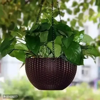 Natural Money Plant