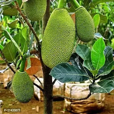 Natural Jackfruit Plant-thumb2