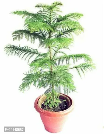 Christmas Tree Plant