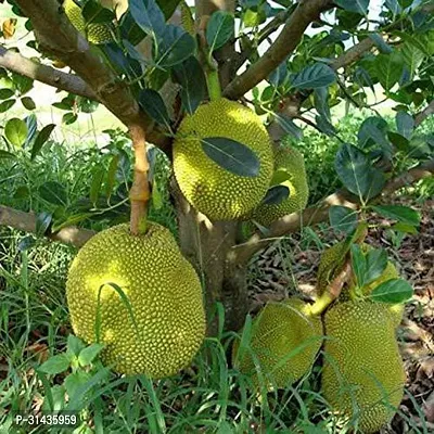 Natural Jackfruit Plant-thumb2