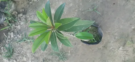 Natural Chiku Plant-thumb2