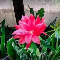 Natural Brahma Kamal Plant-thumb1