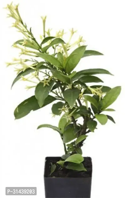 Natural Night Bloom Jasmine Plant-thumb0