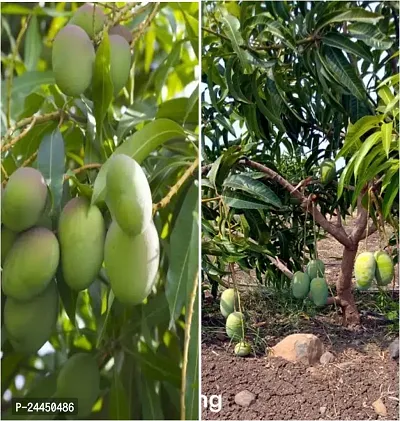 Natural Mango Plant