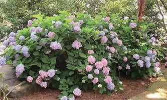 Natural Hydrangea Plant-thumb3