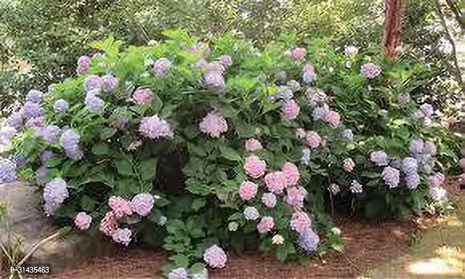 Natural Hydrangea Plant-thumb4