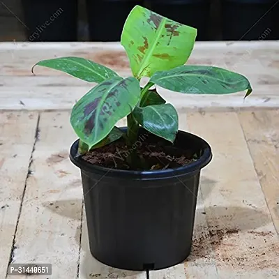 Natural Banana Plant