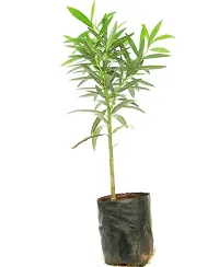 Natural Kaner Plant With Pot-thumb3