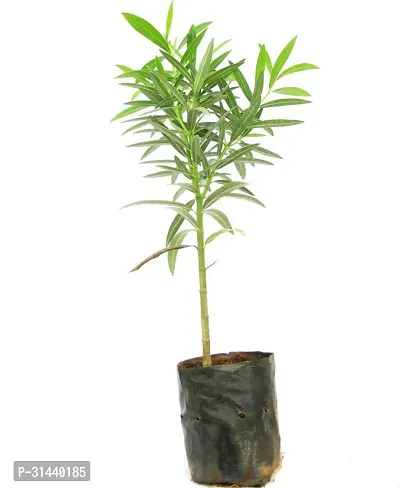 Natural Kaner Plant With Pot-thumb4