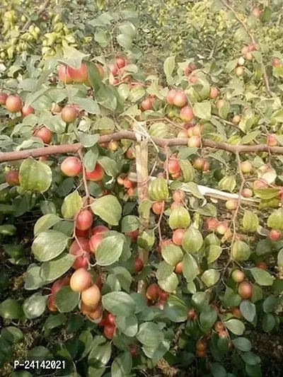 Ber Apple Plant