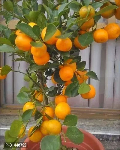 Natural Orange Plant