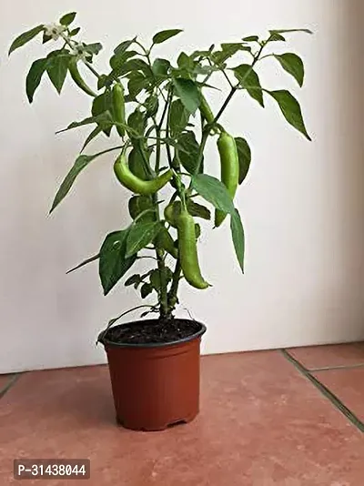 Natural Mirch/Chilli Plant