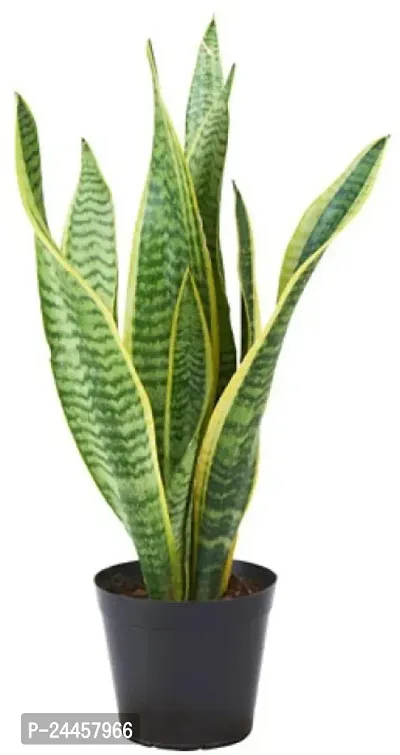Natural Salak Plant
