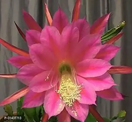 Natural Brahma Kamal Plant