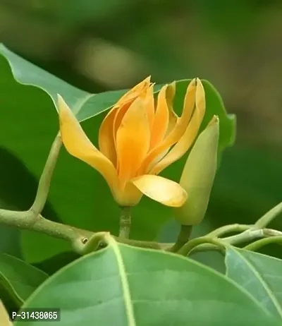 Natural Golden Champa Plant-thumb0