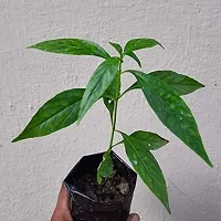 Natural Chirayita Plant-thumb2